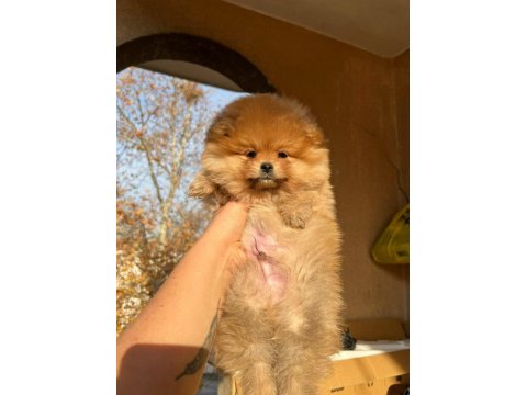 Teddy Bear Pomeranian Bebeğimiz