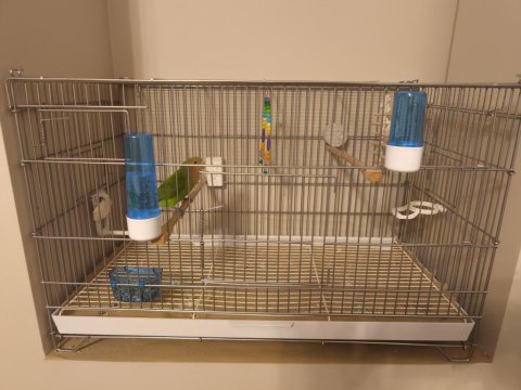 3 Aylık Dişi Sevda Papağanı