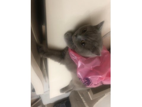 Kısırlaştırılmış British Shorthair 4 Yaşında