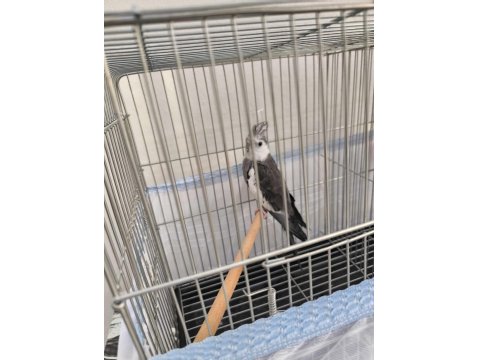 Wifi Sultan Papağanı