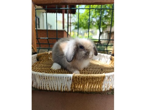 Hollanda Teddy Lop 35 Günlük Tavşan Yavrular