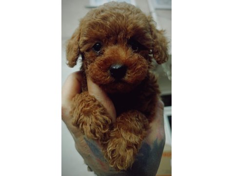 Red Brown Toy Poodle