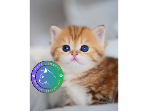 Güzellik Abidesi Golden British Shorthair Yavrumuz