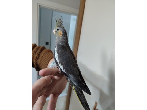 30 Günlük Sultan Papağanı