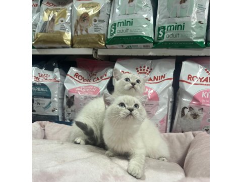 Red Point British Shorthair Türünün En Güzel Örneklerinden