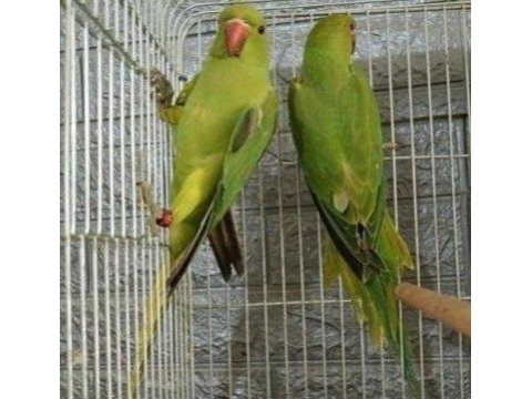 Kapalı Bilezik Pakistan Papağanı