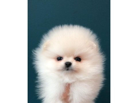 Pomeranian Boo Yavruları Köpekler