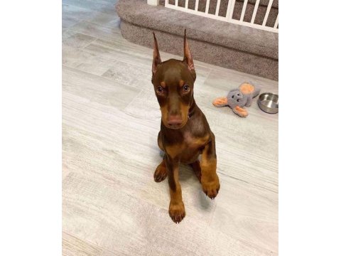 Sağlık Ve Irk Garantili Kızıl Dobermanlar