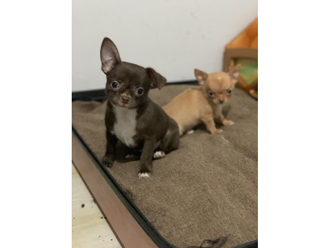 18 Ekim Doğumlu 2 Adet Chihuahua Yavrusu Sağlıklı Ve Oyuncu