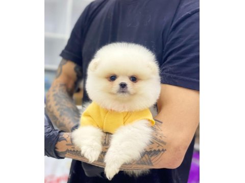 Ayı Surat Pomeranian Boo Yavrularımız