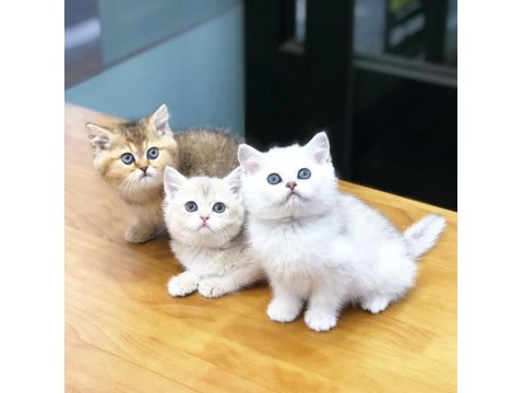British Shorthair Yavru Kediler
