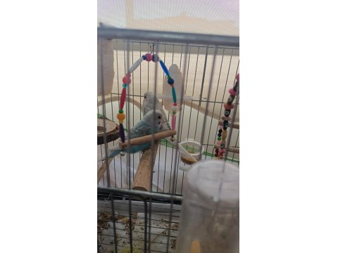 Baba Albino Beyaz Anne Mavi Beyaz Muhabbet Kuşu