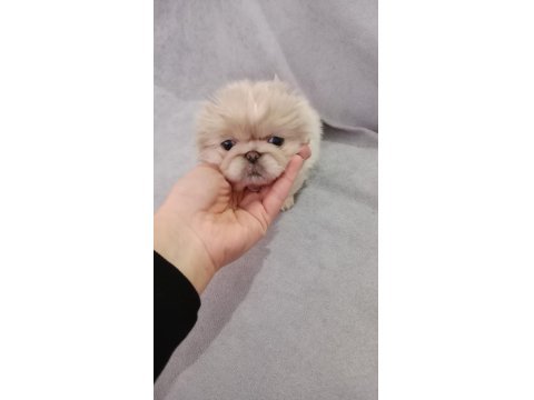 Gerçek İmperial Pekinezler