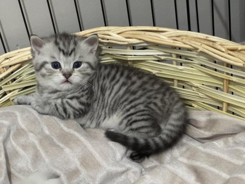 Scottish Fold Bebek