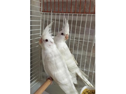 2025 A Kalite Erkek 40 Günlük Albino Saf Kan Sultan Papağanı