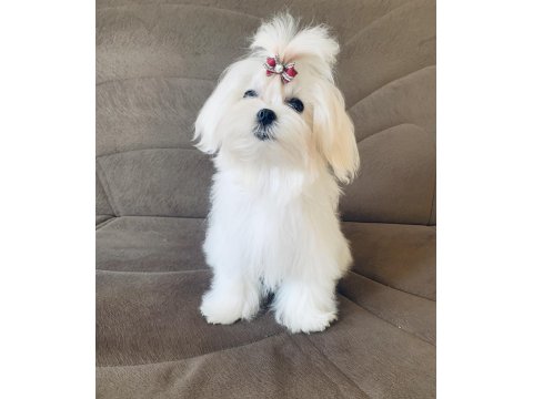 Saf Kore Kanı Maltese