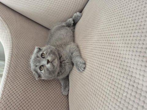 Scottish Fold Kedisi