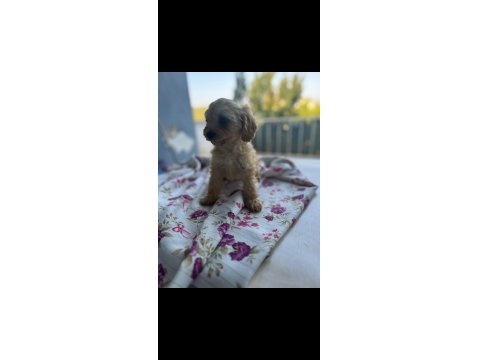 Toy Poodle Bebeklerimiz Sahiplendirilecektir