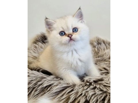 Pamuk Güzeli Silver British Shorthair Yavrumuz