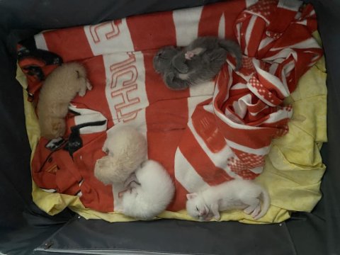 Scottish Fold Bebişler Sahiplerini Bekliyor