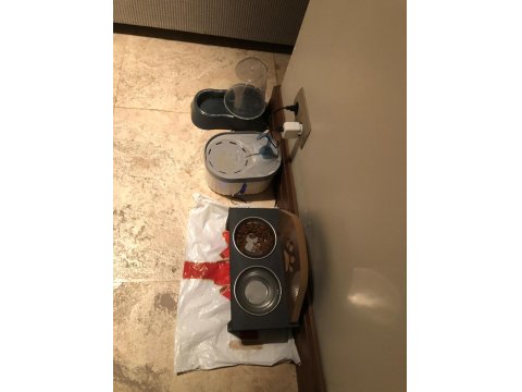 Kedimiz Sophie Ömürlük Yuvasını Arıyor