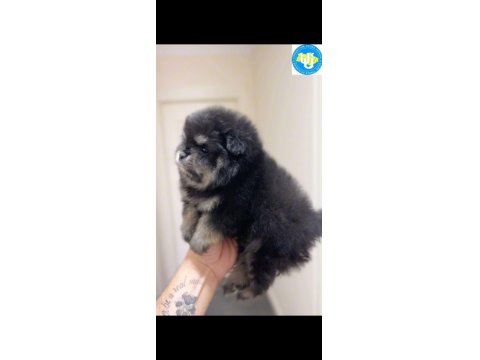 Ayı Surat Pomeranian Boo Son Erkek Yavrumuz