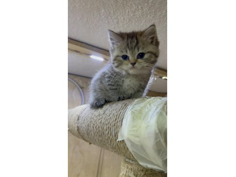 Dişi 65 Günlük Black Golden Long Hair