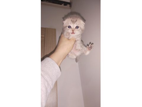 45 Günlük Dişi Ve Erkek Kediler Mevcut