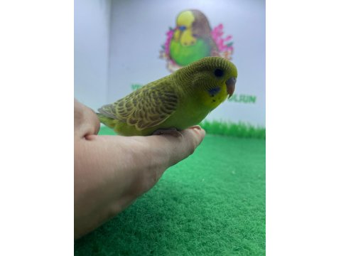 Ele Alışkın 30 Günlük Muhabbet Kuşu