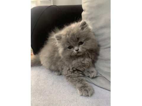 British Longhair 55 Günlük Kedimiz