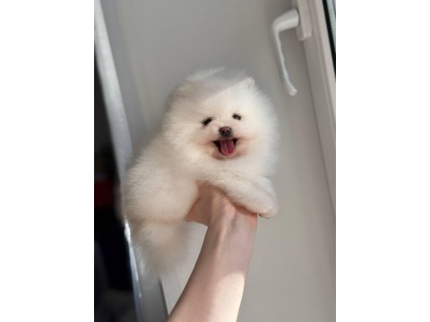Pomeranian Boo Teddy Bear Yavrularımız