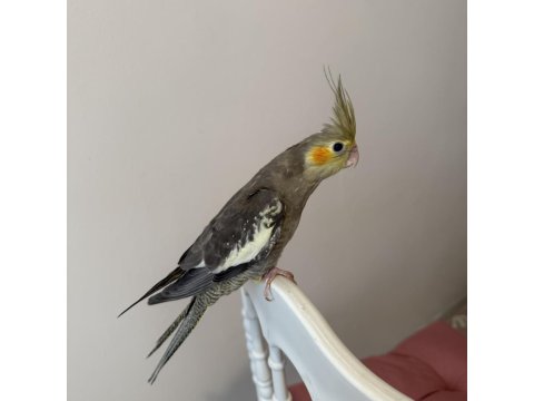 Sultan Papağanlar Sahiplendirilecekler