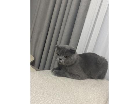 Ücretsiz Sahiplendirme Scottish Fold Kedimiz