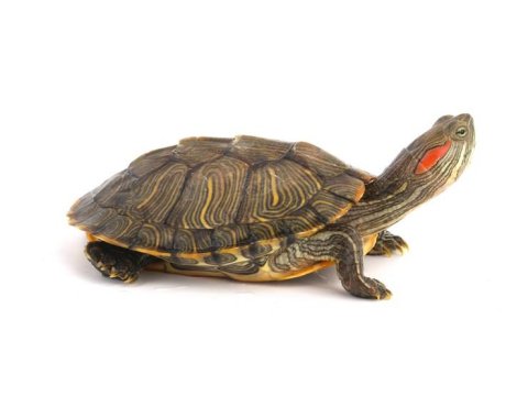 Yavru Kaplumbağalarımız Sağlık Ve Irk Garantilidir