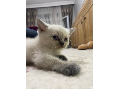 British Straight Beyaz Mavi Göz