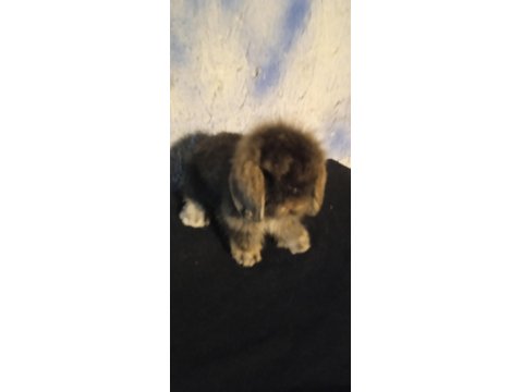 Teddy Lop Tavşan Yavrular