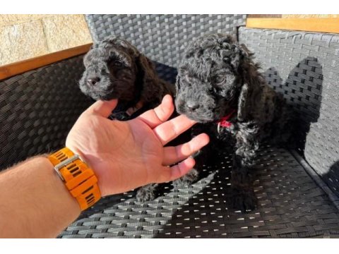 Siyah Toy Poodle Köpeği Bebeklerimiz