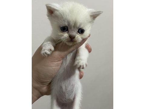 Scottish Fold Ve Scottish Straight Bebekler