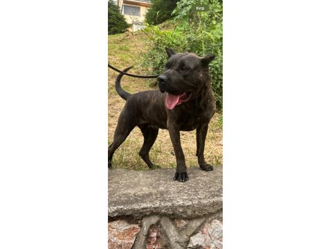 2.5 Yaşında Dişi Presa Canario