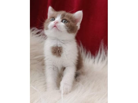 Kedilimize Yeni Sahiplerini Arıyoruz