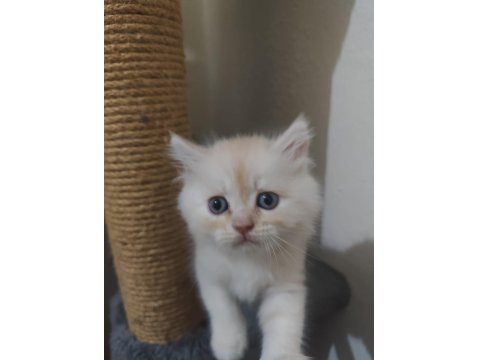 Rengarenk British Kardeşler