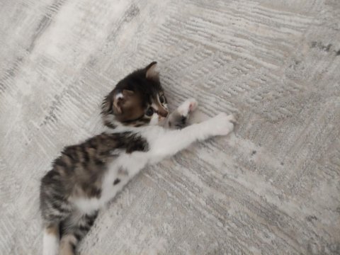 Kedimize Merhametli Bir Yuva Arıyoruz