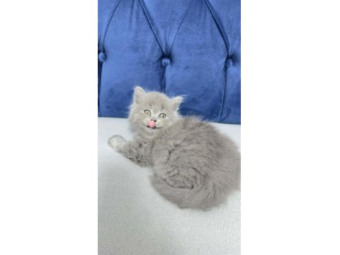 2 Aylık Kızımız British Longhair