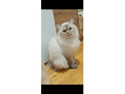 British Longhair Kızım Yeni Yuva Arıyor