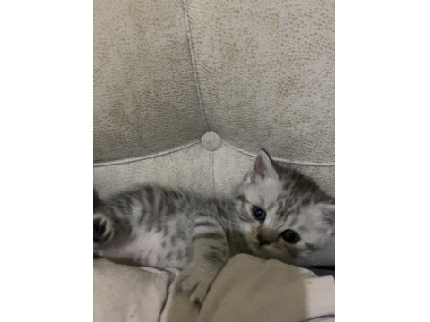 British Shorthair Yavrular Yeni Yuvalarına Hazır