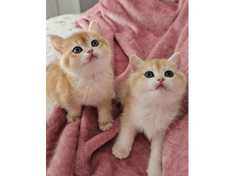 Golden British Shorthair