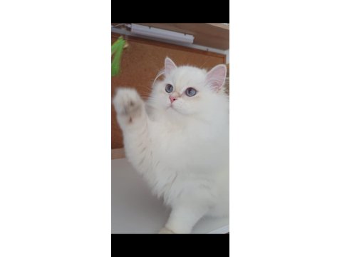 Safkan Anne Ve Babanın Wcf Onaylı British Longhair Yavruları