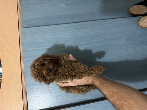 Toy Poodle Red Brown Bebeklerimiz Hazır