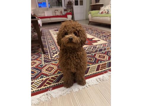 Koyu Red Brown Şecereli Poodle