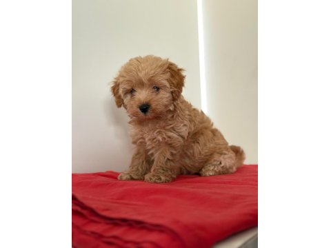 Tatlı Minik Maltipoo Yavrular